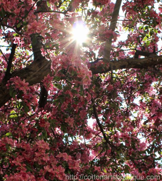 apple blossoms