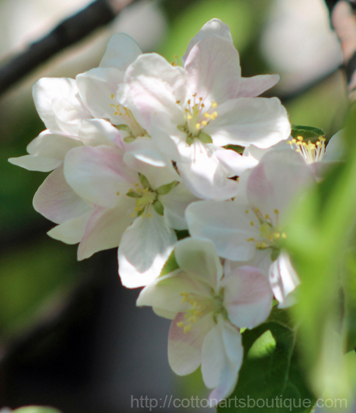 apple blossoms