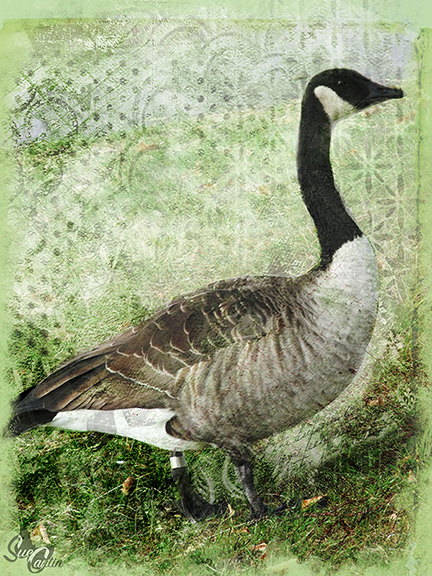 canada goose